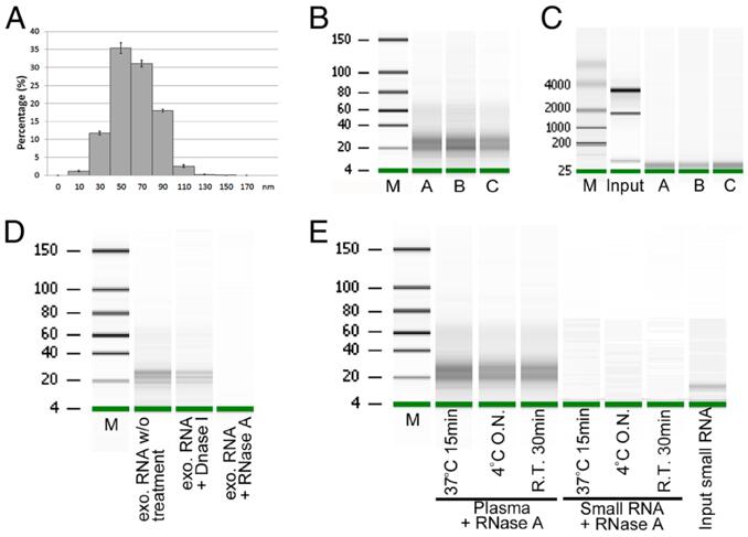 LDH Cytotoxicity Assay